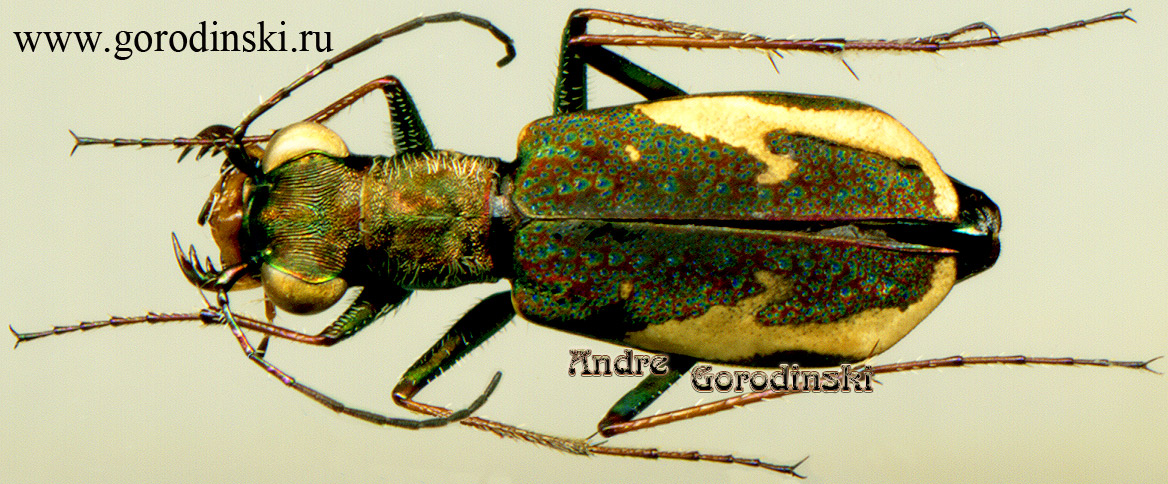 http://www.gorodinski.ru/cicindela/cylindera murzinorum.jpg